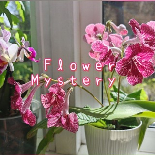 Telegram profile photo for °Flower Mystery° / °~магазинчик украшений ~°