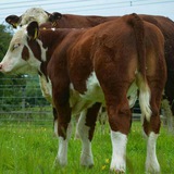 Telegram profile photo for 🐄دامداران موکریان🐄