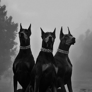 Telegram profile photo for المعجان SD
