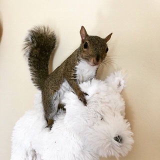 Telegram profile photo for $PIP portal