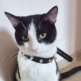 Telegram profile photo for Савачатина. Плка.|щп|
