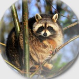 Telegram profile photo for WiseRaccoon