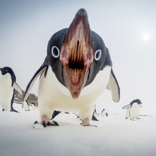Telegram profile photo for Пингвин В Фокусе