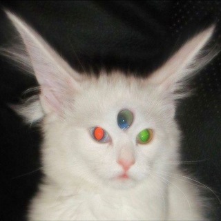 Telegram profile photo for Insanity