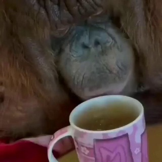 Telegram profile photo for Best Monkies