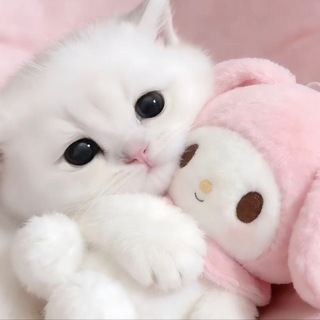 Telegram profile photo for 养只小猫排班表