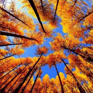 Telegram group profile photo for PR LINK CHAT Siberia
