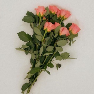 Telegram profile photo for محصولاتِ شگفت انگیز⭐