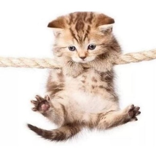 Telegram profile photo for качественный контент