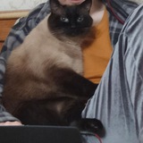 Telegram profile photo for Кот