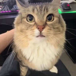 Telegram profile photo for амора пишет