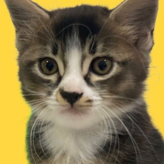 Telegram profile photo for Boo The Cat Coin | AVE LISTED & CG APPLIED