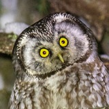 Telegram profile photo for Птицы России / Birds of Russia