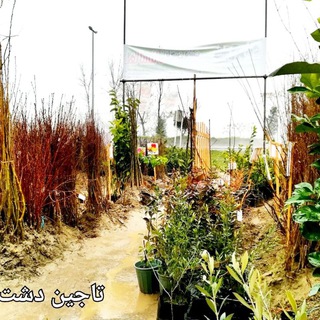 Telegram profile photo for نهالستان تاجین دشت