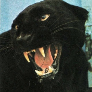 Telegram profile photo for existence in the world