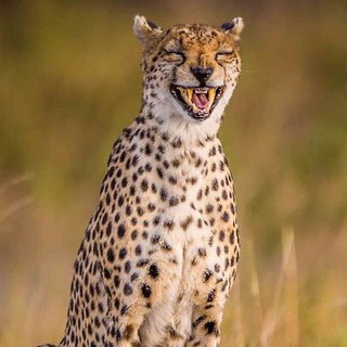 Telegram profile photo for گوزپلنگ