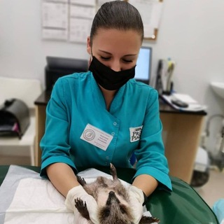 Telegram profile photo for dr.anzhel_vet
