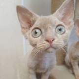 Telegram profile photo for Кошечка Aiva