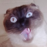 Telegram profile photo for 🧀Большой Сырный Байт🧀