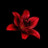 Telegram profile photo for Red