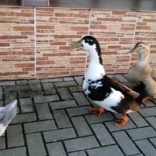 Telegram profile photo for Stereoduck