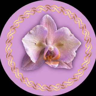 Telegram profile photo for БАБОЧКИ и ПЕЛОРЫ