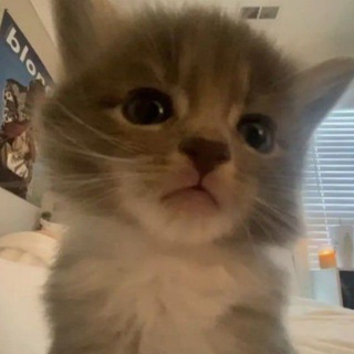Telegram profile photo for голые котята