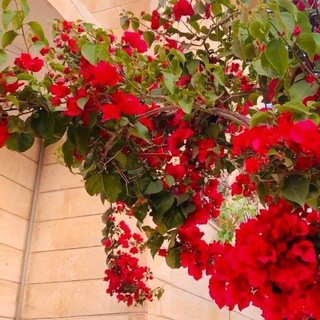 Telegram profile photo for ميرنده