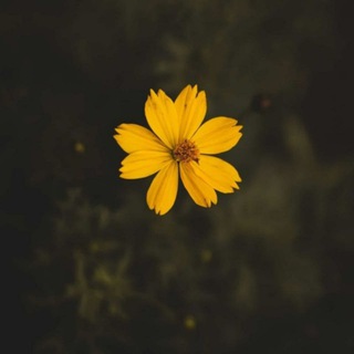 Telegram profile photo for زهور الحياة 🌸🌿