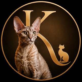 Telegram profile photo for котята корниш рекс Москва и область