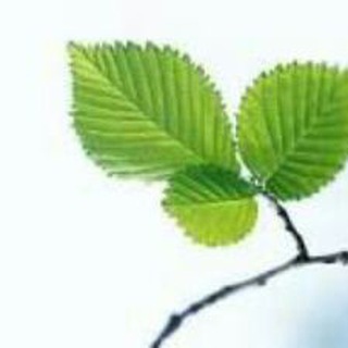 Telegram profile photo for برگِ سبز🍀