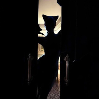 Telegram profile photo for 369'