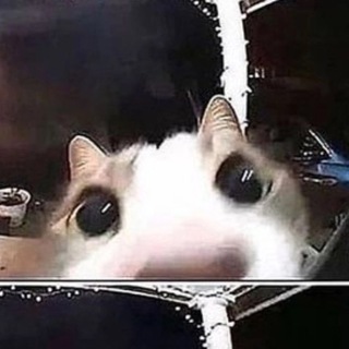 Telegram profile photo for ми ша