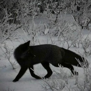 Telegram profile photo for 𝘴𝘱𝘪𝘥𝘦𝘳'𝘴 𝘵𝘩𝘳𝘦𝘢𝘥.