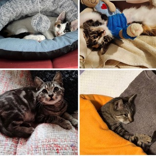 Telegram profile photo for КотоГаражик