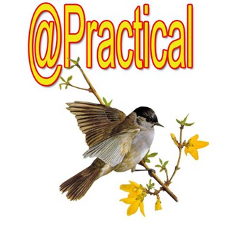 Telegram profile photo for Practical