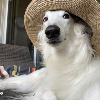 Telegram profile photo for โ โ๐ป๐๐๐๊ญท๐ ๐ผ๊ญท๐๐ฟ๐พ๐๐๐๐๐ + ๐ฝ๐ผโ๐๐
๐