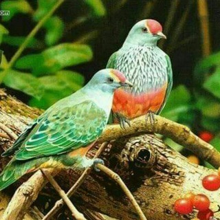 Telegram profile photo for 🍀صور وفديويات متنوعه🍀