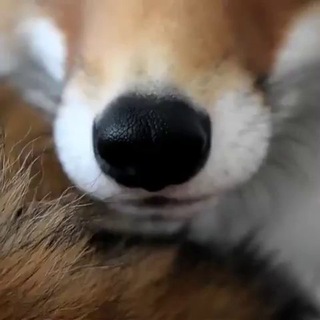 Telegram profile photo for π¦ Fox News β€οΈ πΊπ¦