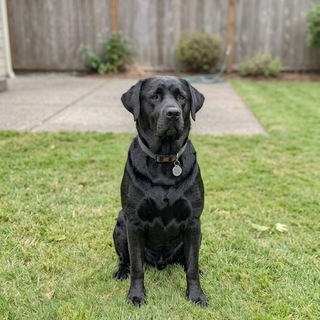 Telegram profile photo for $BELLATOR / Elon Musk's New Dog / Portal