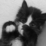 Telegram profile photo for xtary kittens