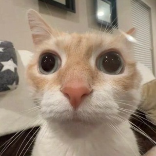 Telegram profile photo for شومپت🪽