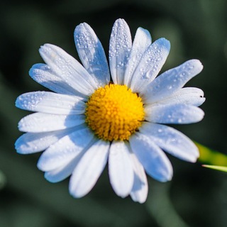 Telegram profile photo for Tefekkür Yolu