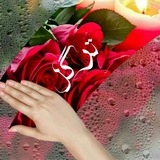 Telegram profile photo for »»ترگل ««