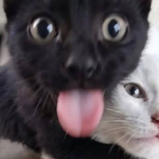 Telegram profile photo for Клоповник