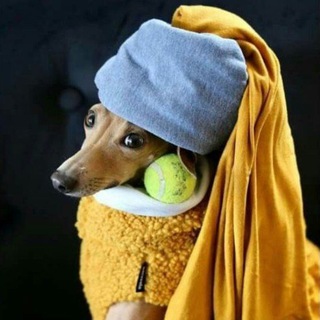 Telegram profile photo for Эстет просвет