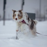Telegram profile photo for Aussie | Mika