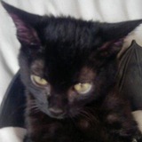 Telegram profile photo for котёнок