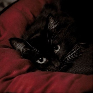Telegram profile photo for O.