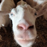 Telegram profile photo for Коза по имени Данко